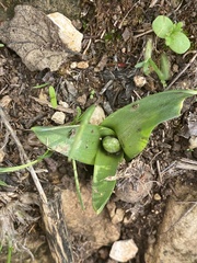Ornithogalum lanceolatum