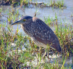 Nycticorax caledonicus