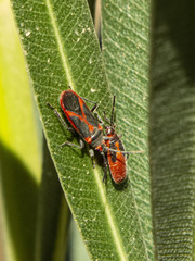 Caenocoris nerii