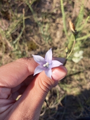 Wahlenbergia undulata