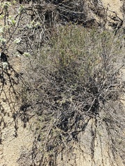 Eriogonum heermannii