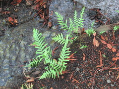 Polypodium californicum