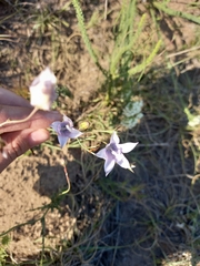 Wahlenbergia undulata