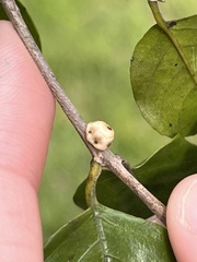 Ceroplastes cirripediformis