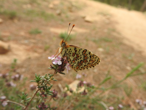 Melitaea punica