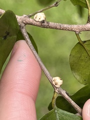 Ceroplastes cirripediformis
