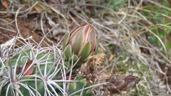 Gymnocalycium mostii