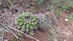 Gymnocalycium mostii