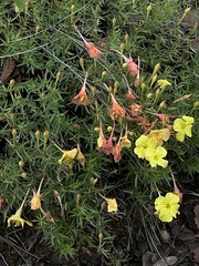 Oenothera hartwegii