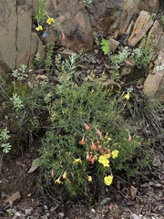 Oenothera hartwegii