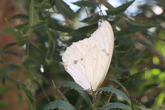 Morpho polyphemus