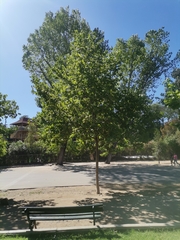 Platanus