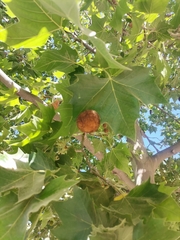 Platanus