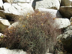 Rumex induratus