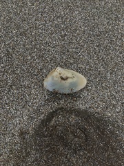 Amarilladesma mactroides