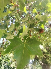 Platanus
