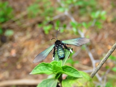 Macrocneme leucostigma