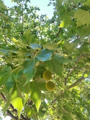 Platanus