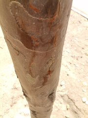 Platanus