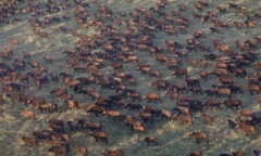 Syncerus caffer brachyceros