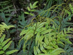 Blechnum procerum
