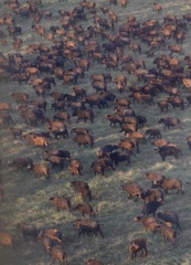 Syncerus caffer brachyceros