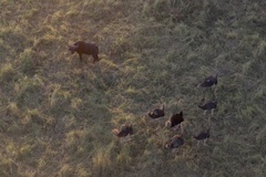 Struthio camelus camelus