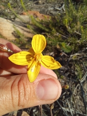 Cyanella lutea lutea