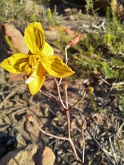 Cyanella lutea lutea