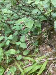 Anticlea occidentalis