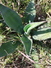 Agave salmiana