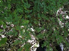Pteris macilenta