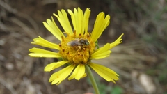 Diadasia