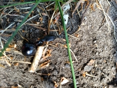 Coleoptera