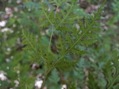 Pteris macilenta