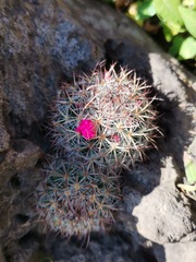 Mammillaria rhodantha