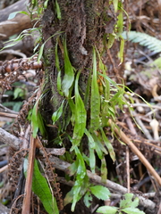 Loxogramme dictyopteris
