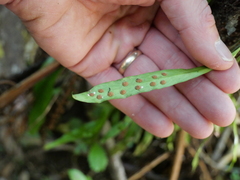 Loxogramme dictyopteris