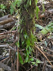 Loxogramme dictyopteris