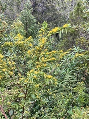 Azara lanceolata