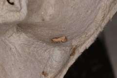 Cryptophlebia ombrodelta
