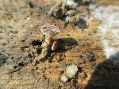 Auricularia polytricha