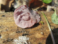 Auricularia polytricha