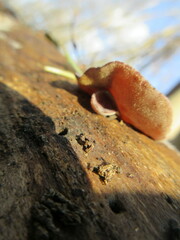 Auricularia polytricha