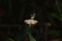 Eurrhyparodes tricoloralis