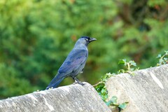 Corvus monedula