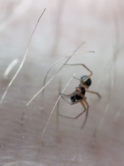 Microlinyphia pusilla