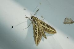 Hyles livornica