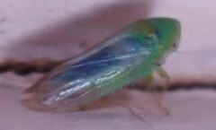 Macropsis