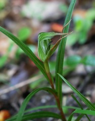 Pterostylis irsoniana
